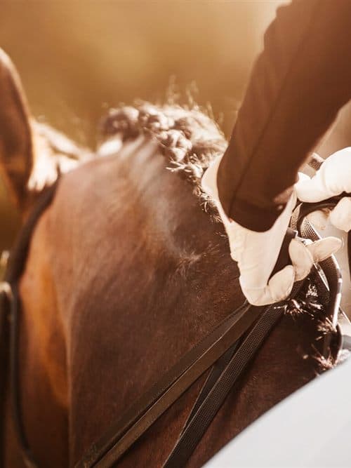 Venta de productos de alimentación animal y equitación en Mosteiro